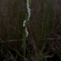 Spiranthes flexuosa (Sm.) Lindl.